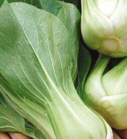 175 Seeds of Vegetable Pak Choi Green Revolution F1