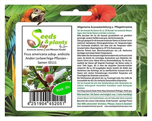Stk - 10x Ficus americana subsp. andicola Anden Lorbeerfeige Pflanzen - Samen ID111 - Seeds & Plants Shop by Ipsa