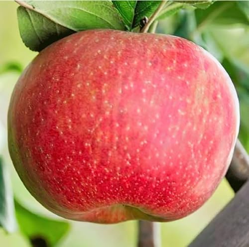 Apfelbaum Kirgisische Aport, Kirgisischer Herbstapfel,veredelte Apfelbaum ca. 180 cm. Киргизский Апорт