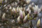 Magnolia soulangiana 'Alba Superba' 100-120 cm - Tulpen-Magnolie, weiße Blüten, Blütezeit April-Mai, ideal für Solitärstellung, pflegeleicht und winterhart