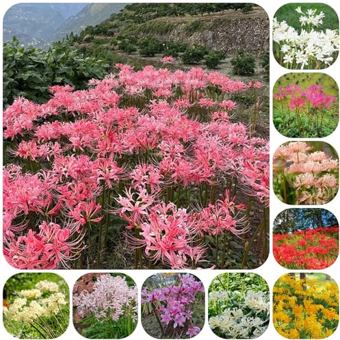giglio ragno, giglio di sangue - rari a primaverile lycoris radiata rialzata giardino per interno decorazioni giardino per esterni autunnali, 5bulbi