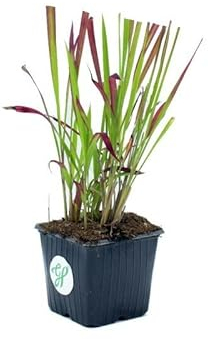 100 x Imperata Red Baron - Japanisches Blutgras in 9x9cm Topf - Ziergras (2,00 pro Stück)