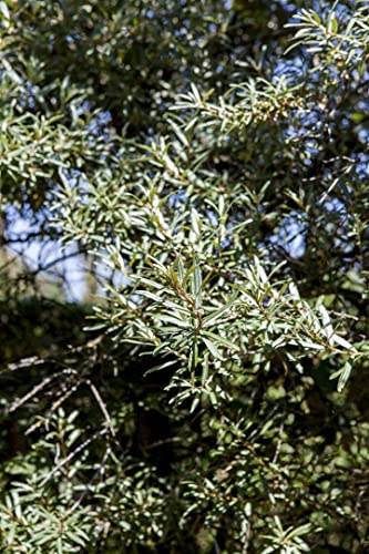 Sanddorn Hippophae rhamnoides Hikul 30-40 cm Heckenpflanze winterhart | sonniger Standort, kompakter Wuchs, ideal für Sichtschutz und Formhecke, essbare Beeren, robust und bienenfreundlich