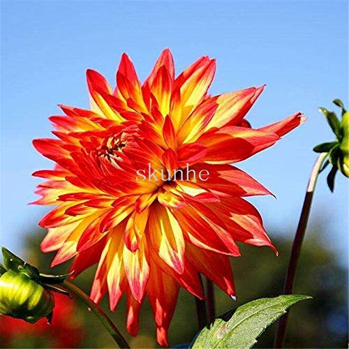Graines De Fleurs De Dahlia Fraîches À Planter Rouge Jaune Ensemble De 100 Pièces