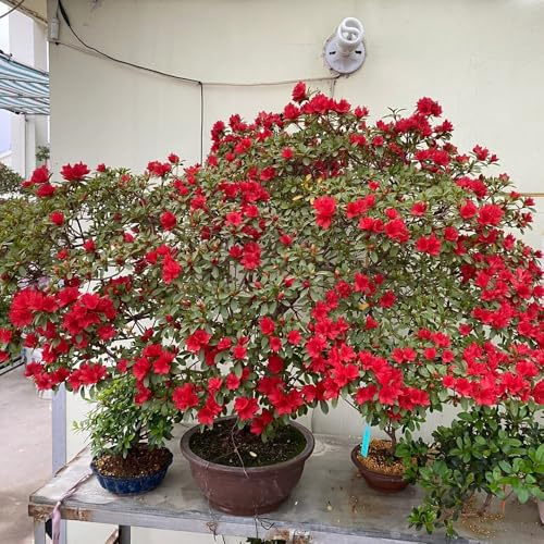rhododendronsamen, azalee winterhart exotische bodendecker 150pcs