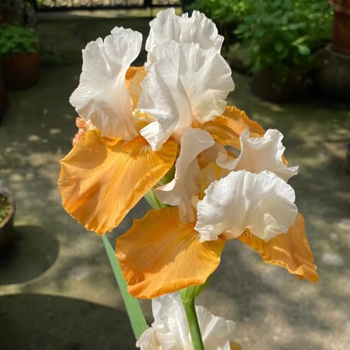 bulbos de iris resistentes, Decoraciones jardín, perennes interior exóticas 5pcs