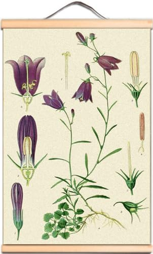 Campanulaceae Plant Atlas Wall Art Decor, Flowers Canvas Art Posters and Prints, Scroll Painting Artwork Wall Hanging Banner for Living Room Bedroom (Campanula rotundifolia, 40x60 cm)