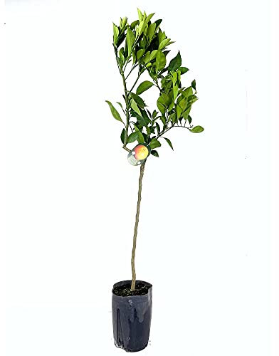 PLANTA NATURAL ÁRBOL MANDARINO CLEMENTINA CLEMENULES TB20 130CM CITRICO PARA EXTERIOR