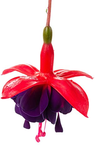 Fuchsia Plants, 'Dollar Princess', 1 x Full Plant in a 1 Litre Pot, Fuchsias, Garden Ready and Ready to Plant, Premium Quality Garden Perennials