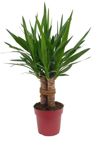 Yucca Tres Cañas - 60-70cm - Ø19cm - Pianta d'appartamento - Sempreverde