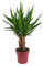 Yuca Tres Cañas - 60-70cm - Ø19cm - Planta de interior - Hojas perennes