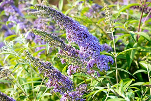 Buddleja davidii 'Empire Blue' 15–20 cm – Winterhart, Mehrjährig, Pflegeleicht – Schmetterlingsflieder – Blütenstrauch für Garten & Terrasse