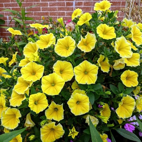 petunien pflanzensamen zimmerpflanzen gartenkräuter schmetterlingsflieder sommerblumen kräutersamen indoor kräutergarten wildblumensamen herbstaussaat mehrjährige blumensamen 600samen