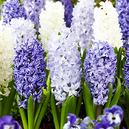 Bulbi Fiori Perenni da Esterno - 15 Bulbi Giacinto Mix Blu e Bianco - Piante e fiori esclusivi dall’Olanda - 3 varietà profumate - per giardino, vaso e vetro (non semi, non artificiali)