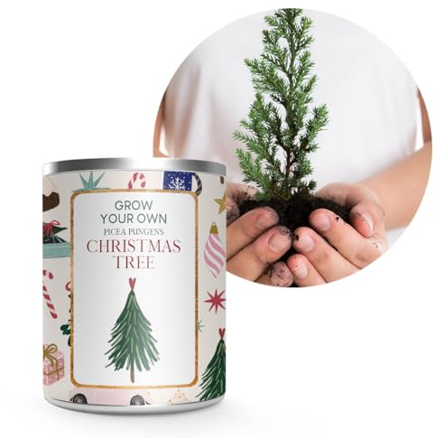 Paperart Geschenkset Pflanz ein Bäumchen, Pflanzset - Grow your own Christmas Tree, Geschenkset Weihnachtsbäumchen