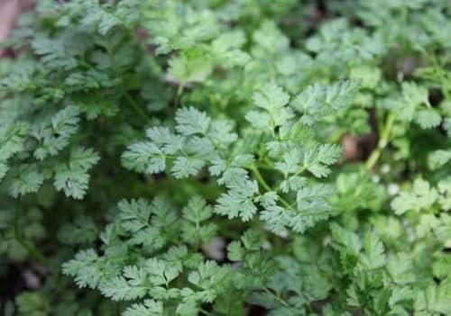 1 Pack of 5000 SEEEDS Chervil