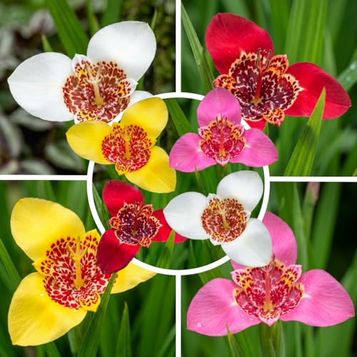 FLORIUM Tigridia Montbretia Blumenzwiebeln Kollektion, 50 Zwiebeln, 5 Sorten, 10 von jeder Farbe Mix, Ideal als Topf und Gartenpflanze, Blumenzwiebeln Mischung aus Holland