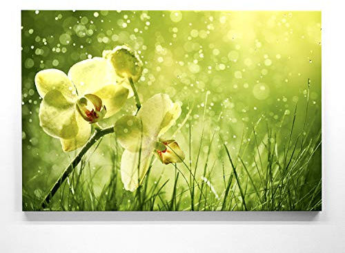 BilderKing Orchideebild im Groß-Format 120x80cm, Orchidee grün - als großes XXL Leinwandbild. Wandbild als Hintergrund und Deko für Wohnzimmer & Schlafzimmer. Aufgespannt auf Holzrahmen