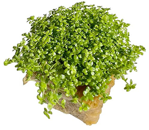 The Sun Ave Dwarf Baby Tears Hemianthus Callitrichoides HC - Plantas vivas de acuario de agua dulce