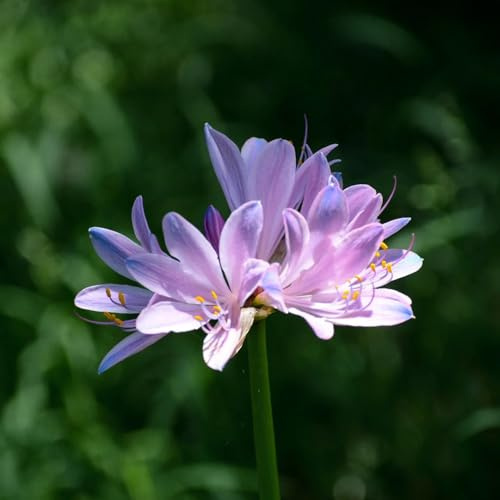 giglio ragno - Lycoris Radiata balcone giardino balcone giardino di resistenti d'appartamento esotiche selvatici 3bulbi