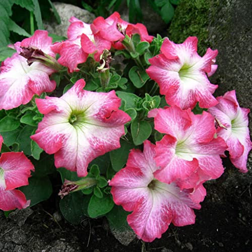 Petunia F1 Limbo Pink Morn Seeds - 100 Seeds