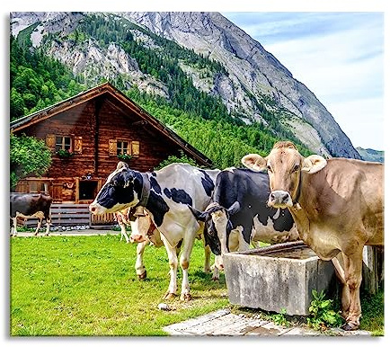 Kühe auf Almwiese am Trog Herdabdeckplatte & Spritzschutz aus Echtglas | Für Herd-Kochfelder | 60x52 cm