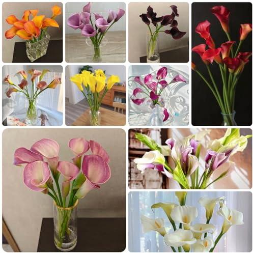 10bulbi di calla sono perenni resistenti, giardino di calle decorazione soggiorno, primaverili rustiche da giardino