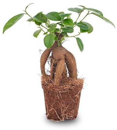 Chinesische Feige – Ficus microcarpa Ginseng – Ø9cm – Bonsai – Zimmerpflanze – Dekorativer Kleinbaum für Zuhause & Büro