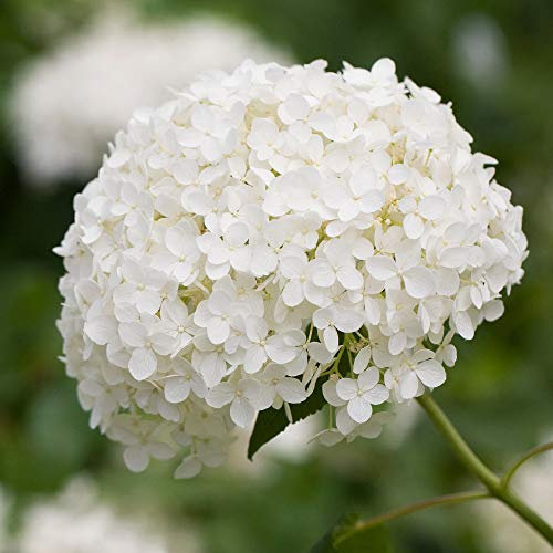 GardenersDream Hydrangea Annabelle Flower Plant - Outdoor Garden Ready Flowering Shrub - Beautiful Outdoor Plant for Garden, Border and Bed - Low Maintenance Deciduous Shrub (9cm Pot, 20-30cm)