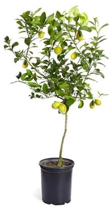 Limonero Vivo Árbol Natural que Alegra tu Hogar con su Producción Frutal