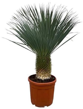 Yucca Rostrata – Palmlilie – Zimmerpflanze oder Gartenpflanze – Höhe ca. 160cm – Ø50cm – Exotische Wüstenpflanze