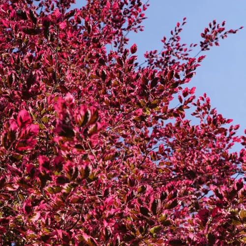 Semi di faggio europeo, rustiche per balconi Fagus sylvatica, comprare comprare 200pcs