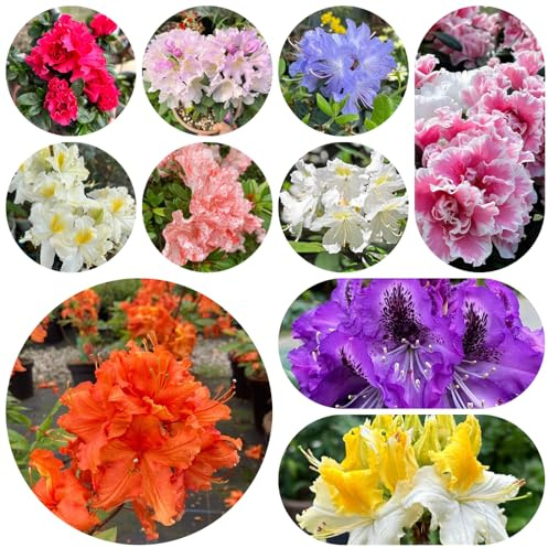 semillas de rododendro, Parterres elevados el jardín azalea orgánicas de exterior balcón invernadero interior decoración sala estar 75pcs