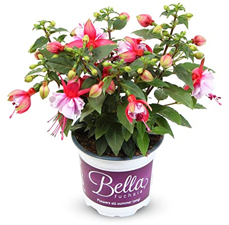 Fuchsia Natural la Planta que Creará un Ambiente Agradable en tu Hogar o Oficina