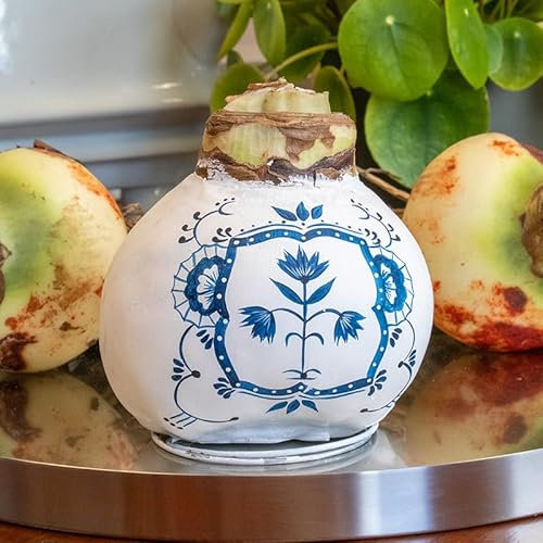 Amaryllis in Wachs XXL Delfter Blau Dutch Tile | 1 Stück | Amaryllis in Wachs | ohne Gießen | pflegeleicht | lange und majestätische Blüte | Rot | Zimmerpflanze | handbemalt