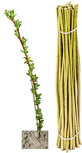 Weidenruten für Weiden-Häuser & -Bauten sowie Energieholz im Energiewald, Weidenbündel Kurzumtrieb/KUP, Salix viminalis-Züchtung - Weide, Korbweide, Strauchweide (20 Weideruten 100 cm)