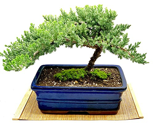 Live Dwarf Juniper Bonsai Tree | Indoor/Outdoor | 100% Handcrafted| Home and Office Décor | Best Gift for Holiday (XL)