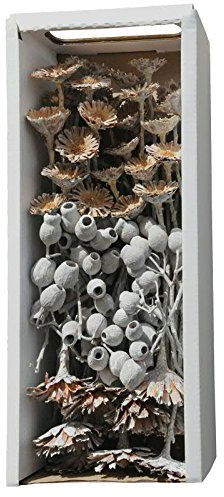 Trockenexoten aus Südafrika – 1 Karton - Dekoration Gedenkfloristik – Blumengestecke/Trauerkränze/Grabgestecke/Sargschmuck/Grabfloristik/Allerheiligen (Exotica - Sortiment Frosted - 50 Stück)