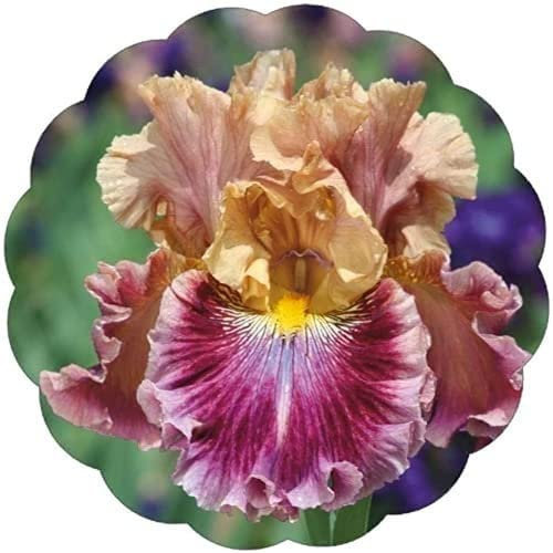 Aroma Fresco Attraente Bouquet Decorazione Essenziale Abimento Accattivante Varietà Rare Speciali Non di Importa Troppo 4 Pezzi Iris Bulbi