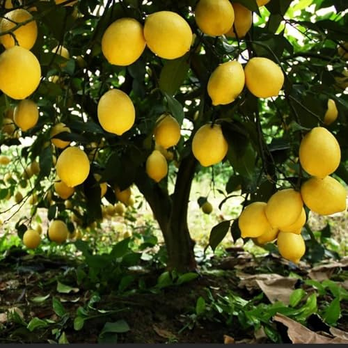 100 piezas semillas de limonero para balcón - exoticas pequeño para mujeres, semillas de orgánicas, jardín resistentes, balcón,