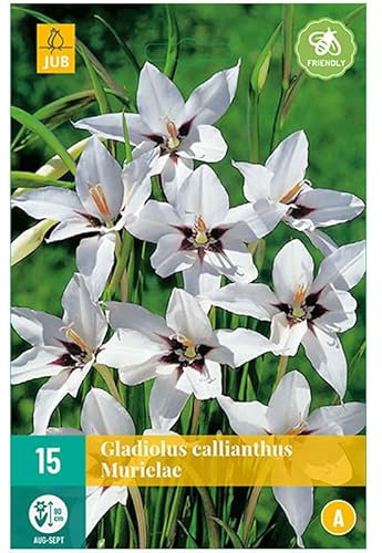 Jub - 15 GLAÏEULS CALLIANTHUS MURIELAE