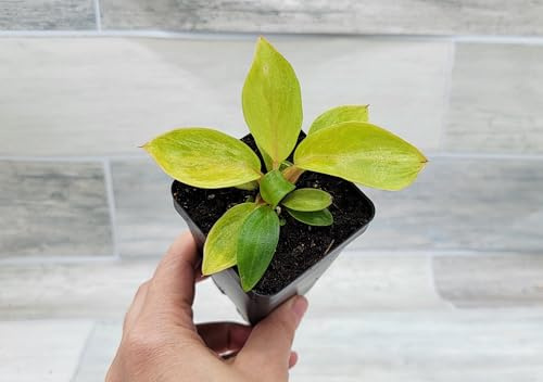 Philodendron Painted Lady Live Houseplant 3 Inch Pot Rare Variegated Philodendron Yellow Chartreuse Foliage Pink Stems Unique Indoor Climbing Plant Starter Size