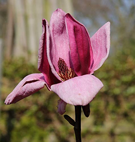 Hochstamm Magnolie Genie 80-100cm - Magnolia - lebende Gartenpflanze aus den Baumschulen