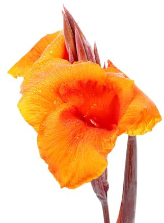 2 pcs Canna Lily Zwiebeln, Canna Knollen Kaufen Dekoblumen, Winterharte Kübelpflanzen, Canna Indica Frische Blumen, Gartendeko Für Draußen Blumen Geschenk, Deko Wohnzimmer Winterharte