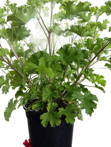 Planta de Geranio Limón Repelente Natural de Mosquitos con Fragancia Cítrica