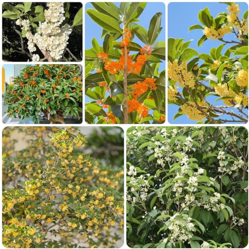 osmanto fragrans decoraciones de jardín exteriores osmanto fragante de balcón primavera interior hoja perenne jardín perennes resistentes verdes orgánicas 45semillas