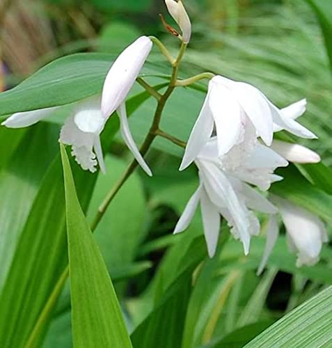 China Freiland Orchidee Alba - Bletilla striata - lebende Gartenpflanze aus den Baumschulen