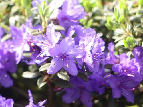 Rhododendron impeditum Saint Merryn - Kleinblättrige Alpenrose Saint Merryn - 30-40cm