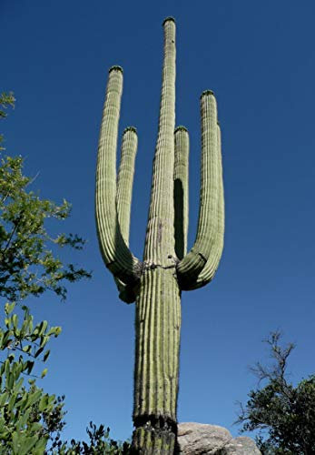 CARNEGIEA GIGANTEA Saguaro Giant Cactus Cacti Succulent 20 Seeds