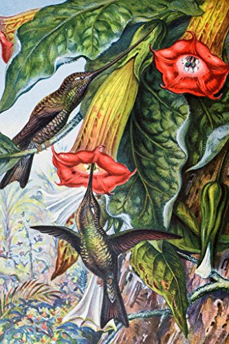 Hummingbird Pollinating Angels Trumpets Brugmansia Victorian Style Illustration Laminated Dry Erase Sign Poster 24x36